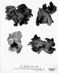 Umbilicaria arctica image